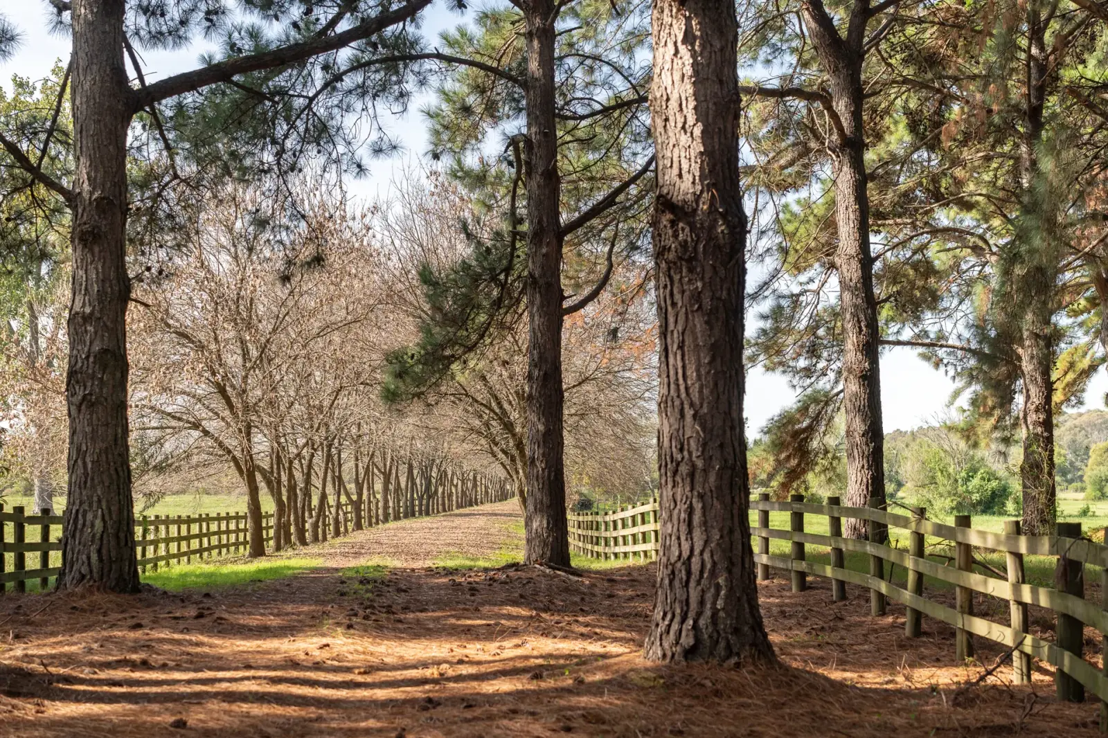 Camino de entrada entre pinos y álamos